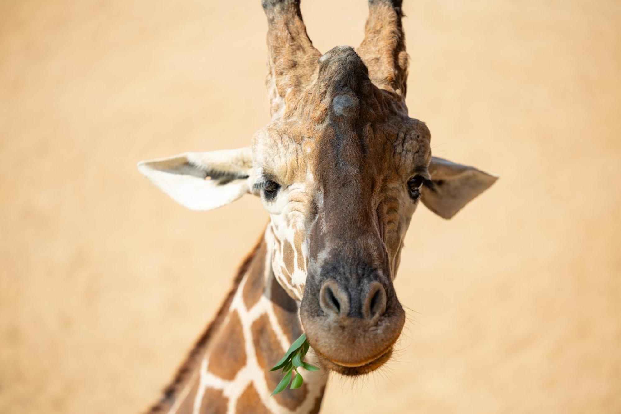 San Antonio Zoo - Spekboom Giraffe Lodge 외부 사진